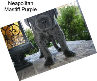 Neapolitan Mastiff Purple