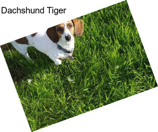 Dachshund Tiger