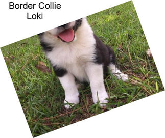 Border Collie Loki