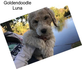 Goldendoodle Luna