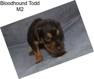 Bloodhound Todd M2