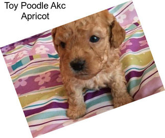 Toy Poodle Akc Apricot