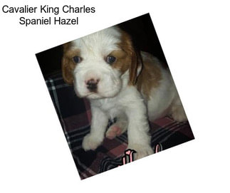 Cavalier King Charles Spaniel Hazel