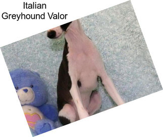 Italian Greyhound Valor