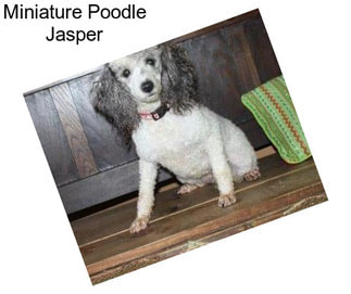 Miniature Poodle Jasper
