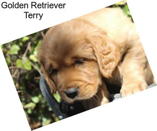 Golden Retriever Terry
