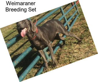 Weimaraner Breeding Set