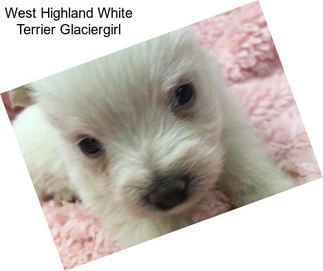 West Highland White Terrier Glaciergirl