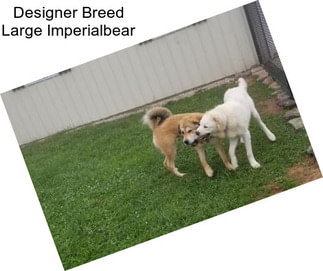 Designer Breed Large Imperialbear