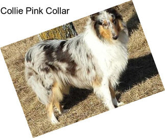 Collie Pink Collar