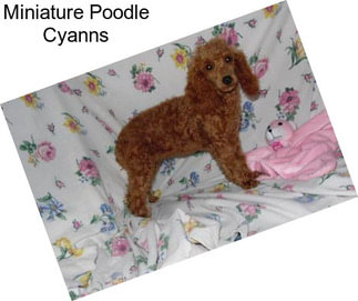 Miniature Poodle Cyanns
