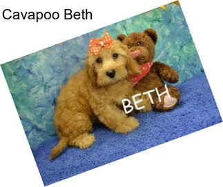 Cavapoo Beth