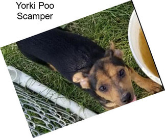 Yorki Poo Scamper