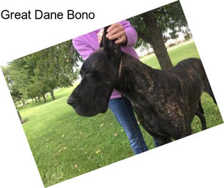 Great Dane Bono