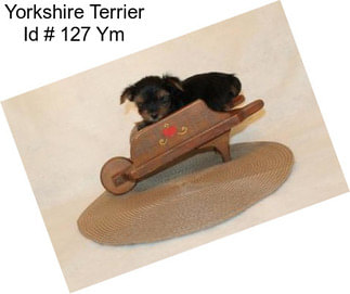Yorkshire Terrier Id # 127 Ym