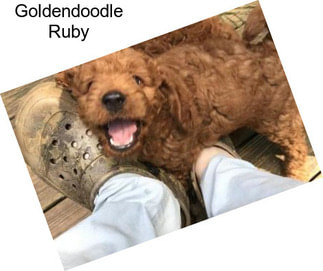 Goldendoodle Ruby