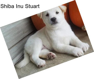 Shiba Inu Stuart