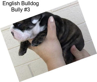 English Bulldog Bully #3