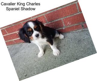 Cavalier King Charles Spaniel Shadow