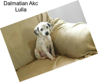 Dalmatian Akc Lulla