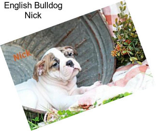 English Bulldog Nick