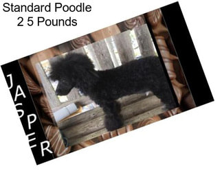 Standard Poodle 2 5 Pounds