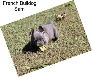 French Bulldog Sam