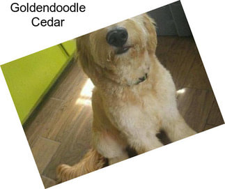 Goldendoodle Cedar