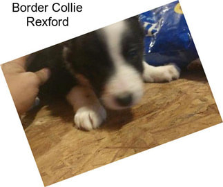 Border Collie Rexford
