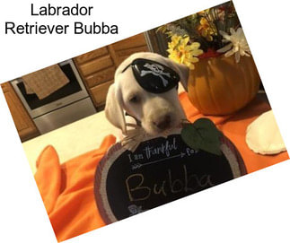 Labrador Retriever Bubba