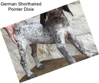 German Shorthaired Pointer Dixie