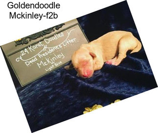 Goldendoodle Mckinley-f2b
