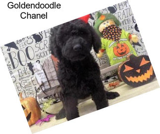 Goldendoodle Chanel