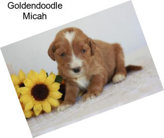 Goldendoodle Micah
