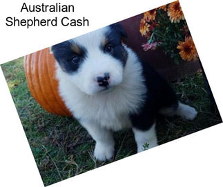 Australian Shepherd Cash