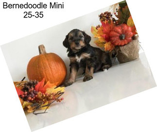 Bernedoodle Mini 25-35