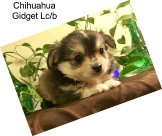 Chihuahua Gidget Lc/b