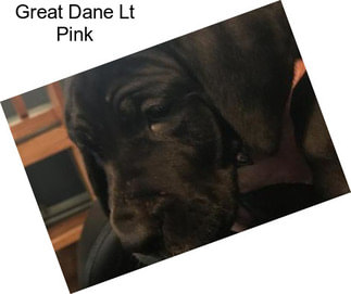 Great Dane Lt Pink