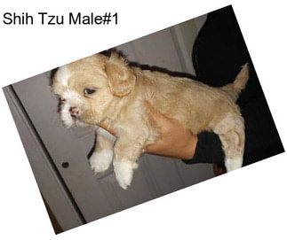 Shih Tzu Male#1