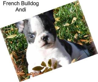 French Bulldog Andi