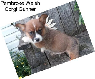 Pembroke Welsh Corgi Gunner