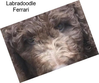 Labradoodle Ferrari