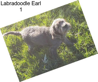 Labradoodle Earl 1