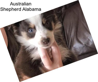 Australian Shepherd Alabama