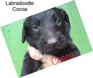 Labradoodle Cocoa