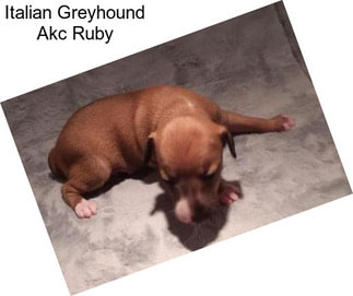 Italian Greyhound Akc Ruby