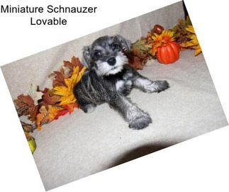 Miniature Schnauzer Lovable