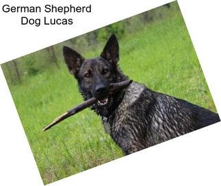 German Shepherd Dog Lucas