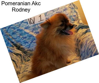 Pomeranian Akc Rodney