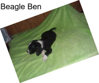 Beagle Ben